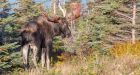 'Aggressive moose behaviour' shuts down trail at Cape Breton Highlands park