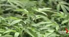 In major shift, the U.S. says it won�t ban Canadian pot workers