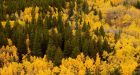 How B.C. destroys a key natural wildfire defence every year