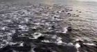 'Never seen anything like it': 200 dolphins spotted swimming from ferry