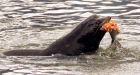 U.S. Congress OKs killing sea lions to help save salmon