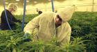 Fire hits licensed Alberta cannabis grow operation on eve of first shipment
