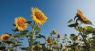 Once considered outlandish, the idea that plants help their relatives is taking root
