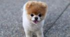 'World�s cutest dog' dies of a 'broken heart'
