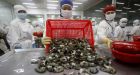 Shrimp containing antibiotic-resistant bacteria found in Canadian grocery stores
