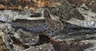 'Motherlode' of fossils in North Dakota captures the first day the meteor crash killed the dinosaurs