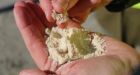 Climate change: 'Magic bullet' carbon solution takes big step