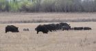 Wild pigs causing 'ecological disaster' as they spread rapidly across Canada, survey says