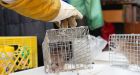 Why these scientists are catching rats in downtown Vancouver � and what they found out