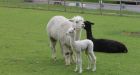 PETA Cheltenham brands private prep school teachers as bad as 'racists' |