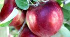 Meet the Cosmic Crisp -- a new hybrid apple 22 years in the making