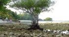 New Paper Presents Photo Evidence Affirming Equatorial Region Sea Levels Have FALLEN Since The 1600s