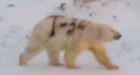 Polar bear tagged with graffiti, scientists fear it won�t survive