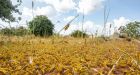 Second African locust swarm of the year 20 times bigger than the first