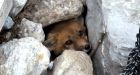 Fox family to be left untended as volunteers leave area due to alleged threats