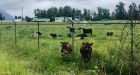Trans Mountain pipeline restarted after 190,000 litres of light crude oil spilled in B.C. | CTV News