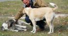 Officials probe arrival of 500 puppies, 38 of them dead, aboard flight from Ukraine
