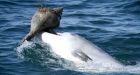 Dolphins are teaching each other how to use shells to catch and eat fish