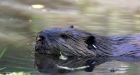 Beavers are gnawing away at the Arctic permafrost, and that's bad for the planet