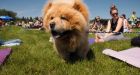 Nope, every dog year isn't equal to 7 human years, researchers now say