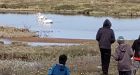 'They get around': Pelicans spotted as far north as Kugluktuk, Nunavut
