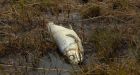 Indigenous groups paying the price for Russia's massive Arctic fuel spill
