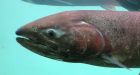 Yukon River chinook run below average again this year, Alaska officials say