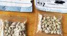 All 50 US States Warn About Unsolicited Seed Packages That Appear to Be From China
