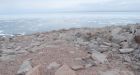 Snow melt uncovers ancient penguin 'mummies' for first time in Antarctica: study