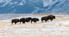 Bison roam in Waterton Park once again with small herd