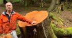Tree poaching on Vancouver Island prompts spike in forest patrols