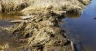 Rodent suspects in alleged lumber theft won’t face charges: RCMP