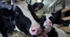 U.S. amping up dispute with Canada over allowed exports of American dairy products