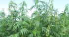 Hemp having a moment as Prairie farmers try to grow niche crop into $1-billion industry | CBC News