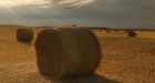 Maritime farmers doing 'what we can' to get surplus hay shipped to drought-stricken Prairies