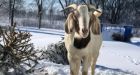 Your Christmas tree could make hungry goats 'do a little happy dance'