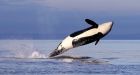 Endangered B.C. orcas going hungry