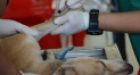 Canada to limit foreign dogs over rabies concerns