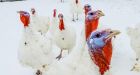 Avian flu causing turkey shortage ahead of Christmas, B.C. Poultry Association says