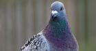 B.C. news: Pigeon wearing backpack found in prison, smuggling suspected
