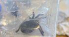 Tarantulas rescued at Edmonton International Airport
