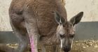 Kangaroo on the run in Durham Region found and captured, police say