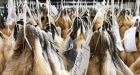 Saskatchewan has 5 active fur farms. Critics say they should be banned