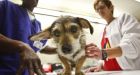 Alarming superbug from deadly eyedrop outbreak has spread to dogs