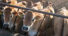 Texas bird flu virus case may be first mammal-to-human spread