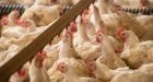 Five people infected as bird flu appears to go from cows to chickens to humans