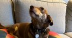 U.S. drops rules for dogs entering from rabies-free countries