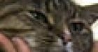 Bubonic plague may have killed cat