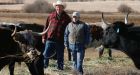 Beef business going bust