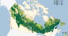 Boreal forest the next battle